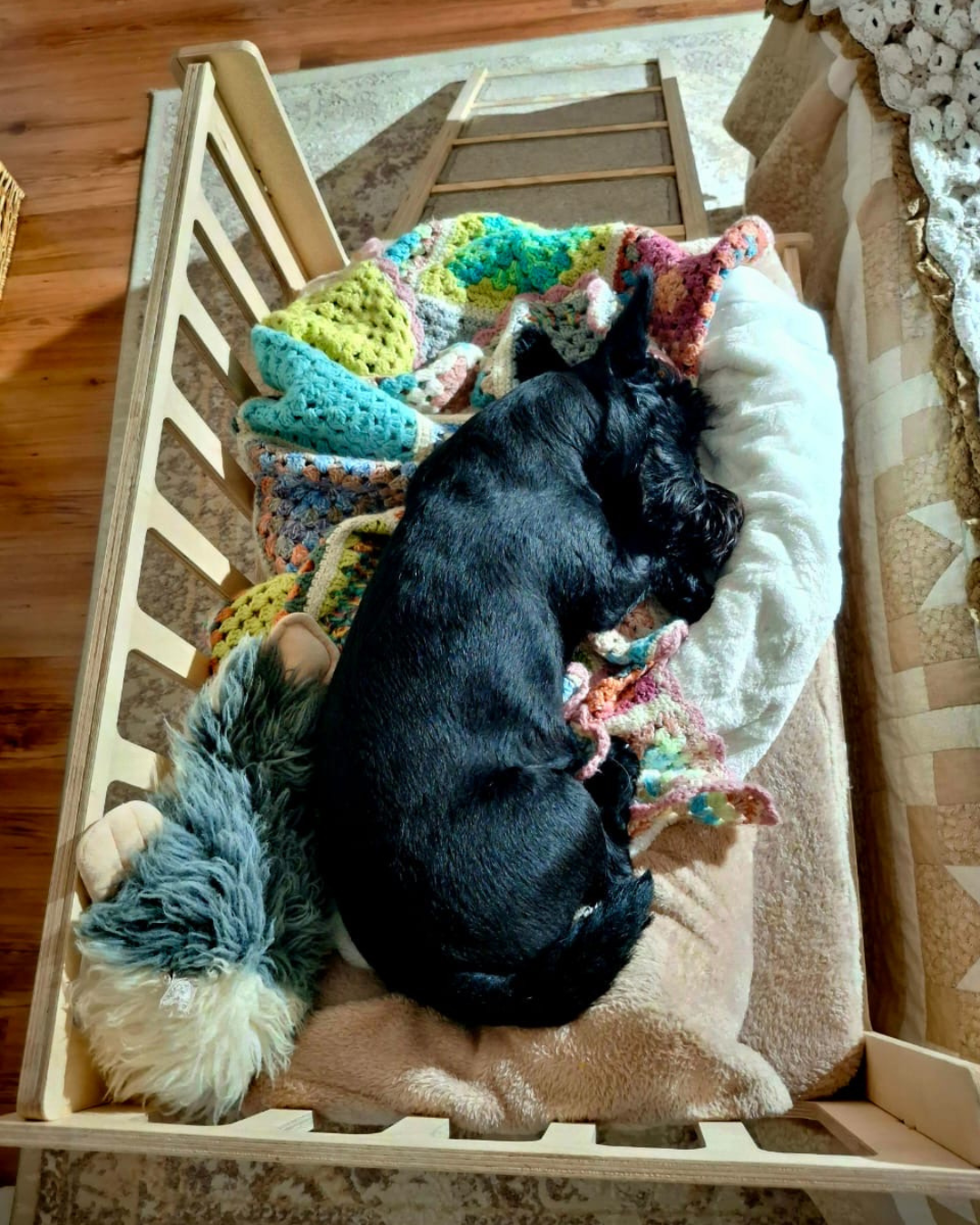 Small dog sleeping in a raised wooden bedside dog bed with ramp beside the owner's bed