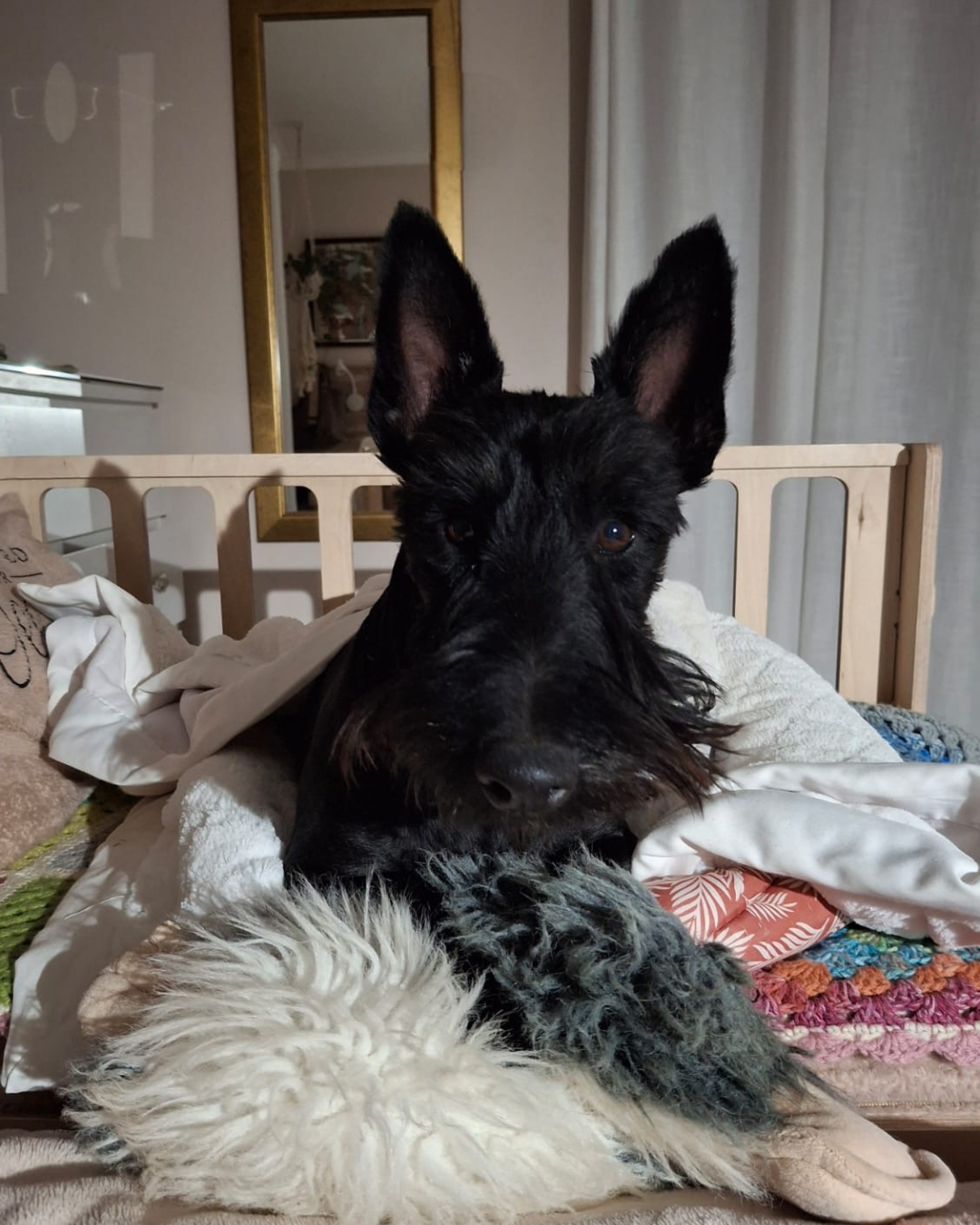 Small dog relaxing in the raised sleeping area of a wooden bedside dog bed