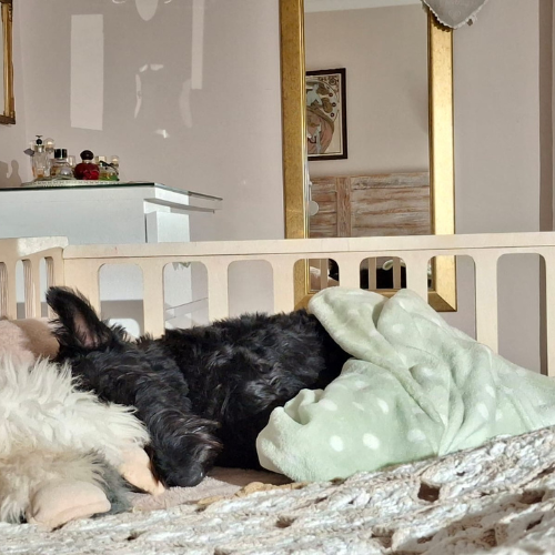 Small dog sleeping comfortably in a wooden bedside dog bed next to its owner's bed
